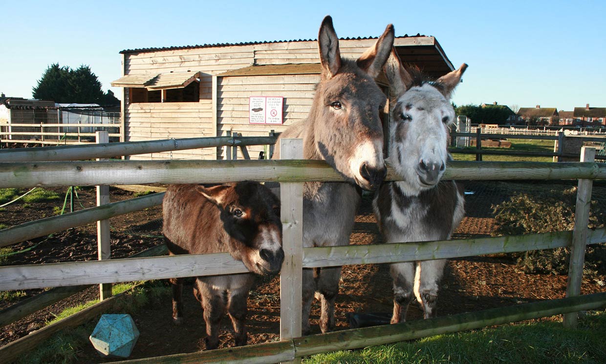 May’s animal sanctuary of the month: Nunny’s Farm