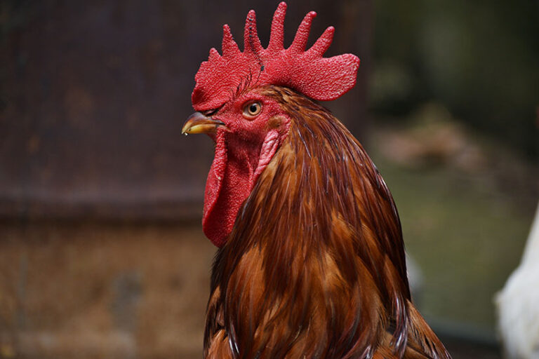 Animal-derived hyaluronic acid is produced from the combs of roosters. Photo © Arjun via Adobe Stock