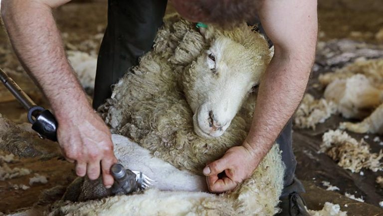 Vegans do not wear wool due to the ethical issues surrounding sheep farming and wool production. Photo © Peter Cade via Getty Images