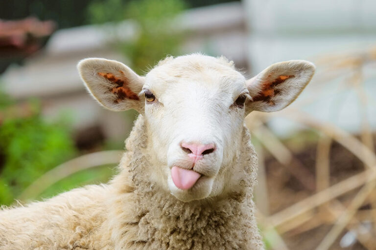 Lanolin is a waxy secretion that protects sheep's coats. It's added to creams and balms to help soften the skin. Photo © nskyr2 via Adobe stock