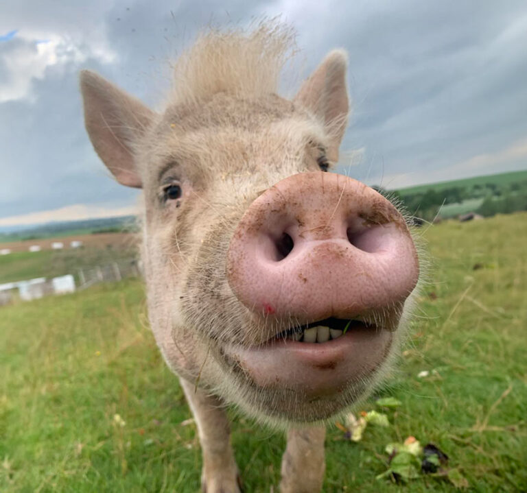 Snuffles the pig shows off her mid-shed Mohican hair-do. Photo © Footprints Animal Sanctuary via Facebook