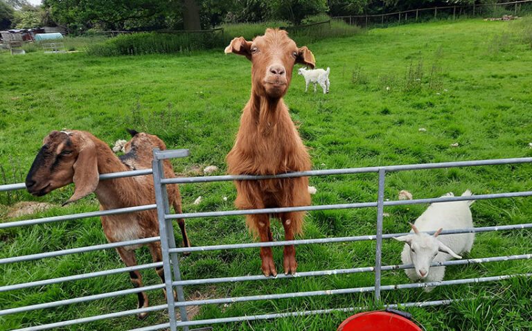 The goats at The Rescue Ranch, Warwickshire. Photo © The Rescue Ranch via Facebook