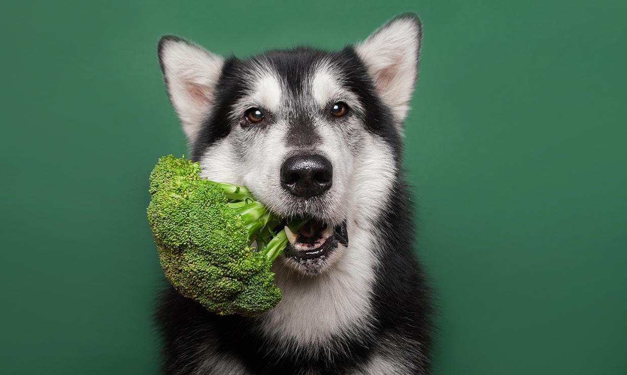 Vegan dogs fed ‘nutritionally-sound diets’ are as healthy as those fed meat, finds new study