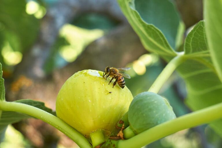 Some commercial fig varieties are grown without wasp pollination – so not all of them with contain remnants of pollinating wasps. Photo © seven75 via Getty Images