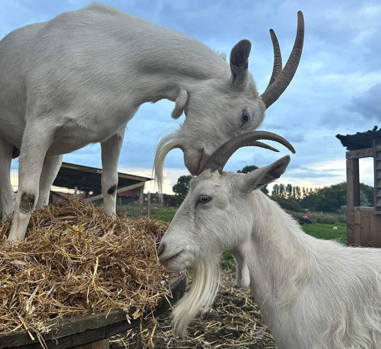 Zoe and Chloe share a moment. Photo © Whitegate Animal Sanctuary, Wirral via Facebook